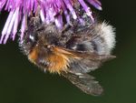 Bombus hypnorum